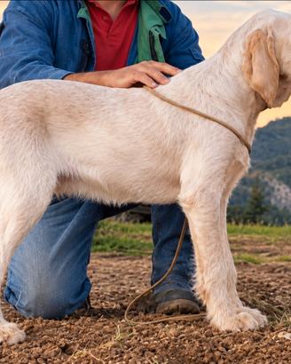 Cucciolo Spinone Italiano maschio