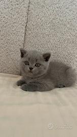 Scottish straight blue chiro