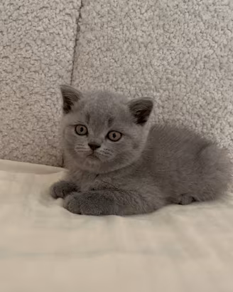 Scottish straight blue chiro