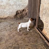 Cucciolo di jack russel