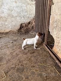 Cucciolo di jack russel