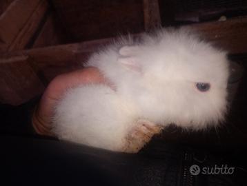 Coniglio nano