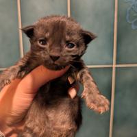 Cuccioli Maine coon maschi
