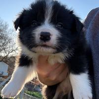 Cuccioli Border Collie