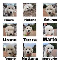 Cuccioli di pastore abruzzese\maremmano