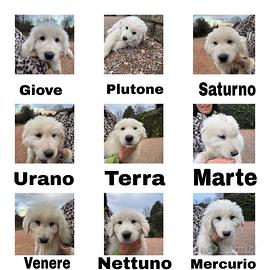 Cuccioli di pastore abruzzese\maremmano