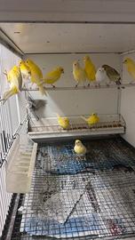 Canarini, Lucherini testa nera