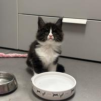 Cucciolo di Maine coon Black smook con bianco