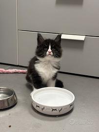 Cucciolo di Maine coon Black smook con bianco