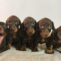 Bassotto kaninchen color cioccolato