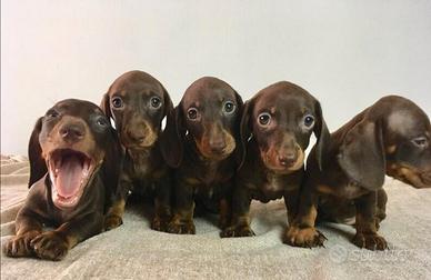 Bassotto kaninchen color cioccolato