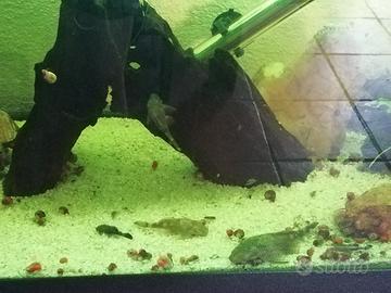 ancistrus 