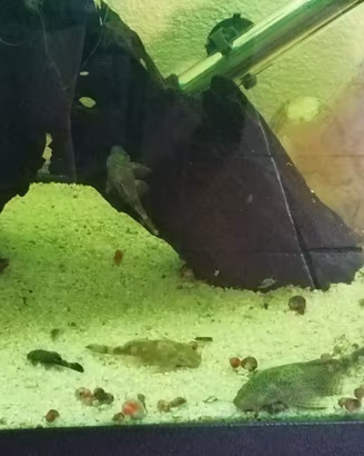 ancistrus 
