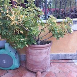 Orcio  vaso toscano