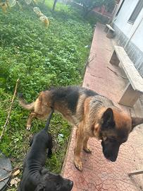 Pastore tedesco femmina per monta