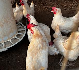 Galline ovaiole bianche
