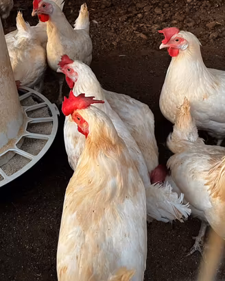 Galline ovaiole bianche