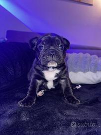 Cuccioli bulldog francesi