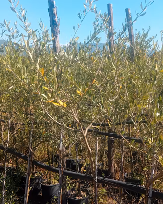 piante di olivo 4 anni