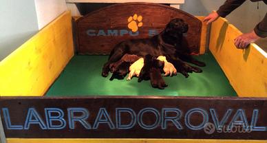 Cuccioli Labrador Retriever