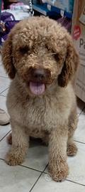 Lagotto Romagnolo
