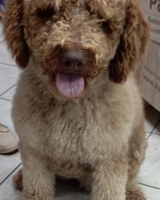Lagotto Romagnolo