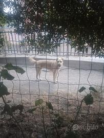 Kangal/Asia centrale (affido gratuito)