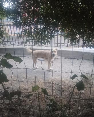Kangal/Asia centrale ( gratuita leggere bene)