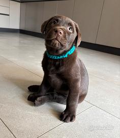 Labrador cioccolato