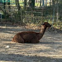 Alpaca
