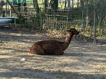 Alpaca