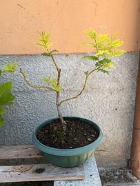 Bonsai di Mimosa - Acacia Dealbata