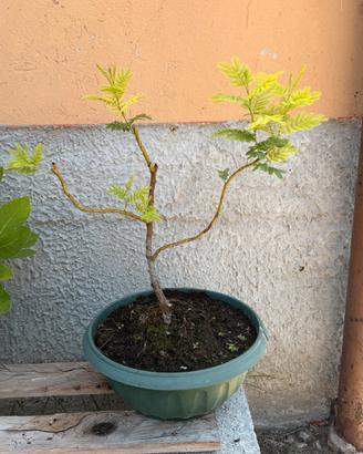 Bonsai di Mimosa - Acacia Dealbata