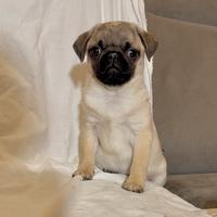 Carlino- cucciolo Allevamento ENCI-FCI