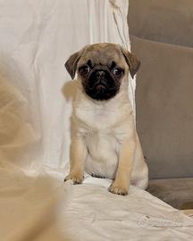 Carlino- cucciolo Allevamento ENCI-FCI