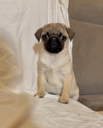 Carlino- cucciolo Allevamento ENCI-FCI