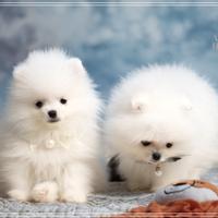 Cucciolo Pomerania bianco toy pedigree ENCI