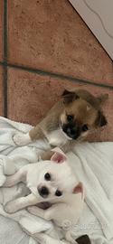 Chiwawa chiuaua