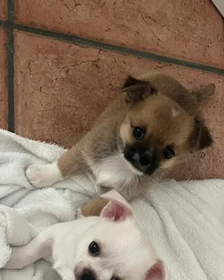 Chiwawa chiuaua