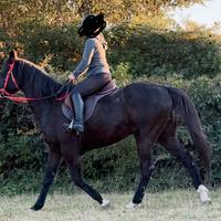 Cavallo PSI Castrone