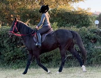 Cavallo PSI Castrone