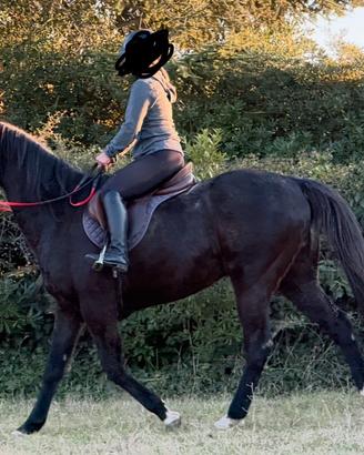 Cavallo PSI Castrone