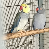 Parrocchetti dal collare coppia
