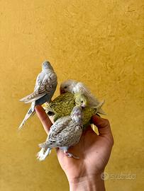 Cocorite allevate a mano