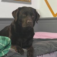 Disponibile Labrador retriever maschio per monta