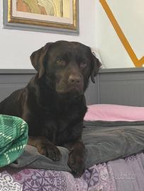 Disponibile Labrador retriever maschio per monta