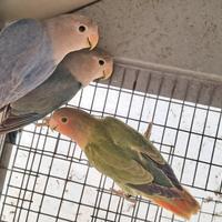 Inseparabili roseicollis