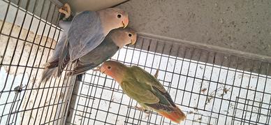 Inseparabili roseicollis