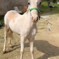 Pony