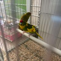 Kakariki Reggio Calabria